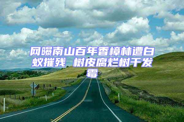 網曝南山百年香樟林遭白蟻摧殘 樹皮腐爛樹干發霉