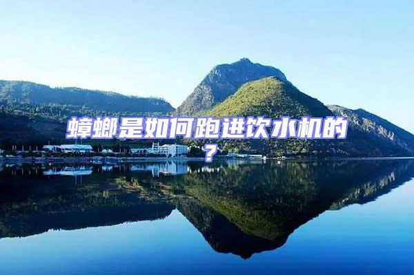 蟑螂是如何跑進飲水機的?