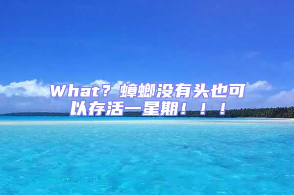 What？蟑螂沒有頭也可以存活一星期?。?！