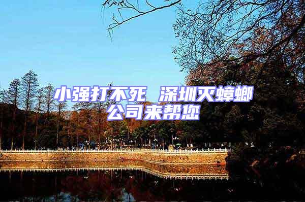 小強打不死 深圳滅蟑螂公司來幫您