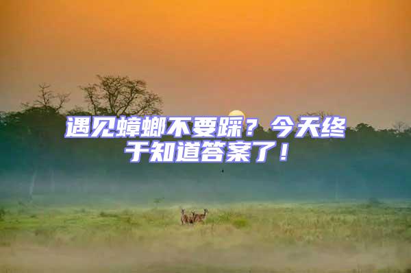 遇見蟑螂不要踩？今天終于知道答案了！