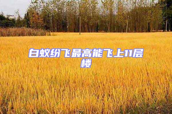 白蟻紛飛最高能飛上11層樓