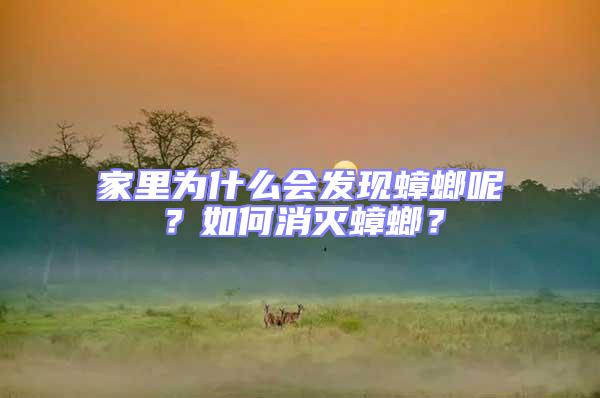 家里為什么會(huì)發(fā)現(xiàn)蟑螂呢？如何消滅蟑螂？