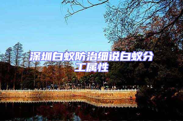 深圳白蟻防治細說白蟻分工屬性