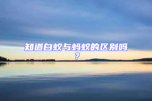 知道白蟻與螞蟻的區別嗎？