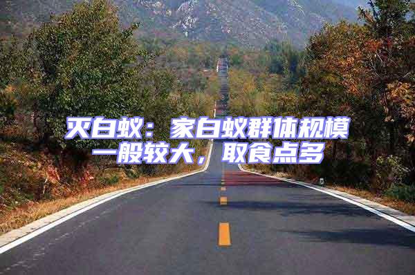 滅白蟻：家白蟻群體規模一般較大，取食點多