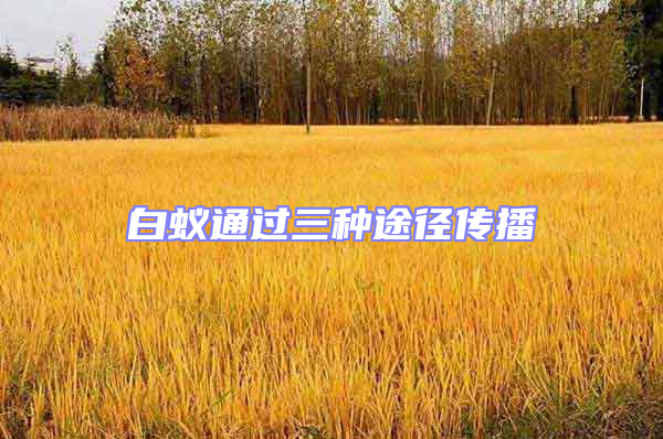 白蟻通過三種途徑傳播