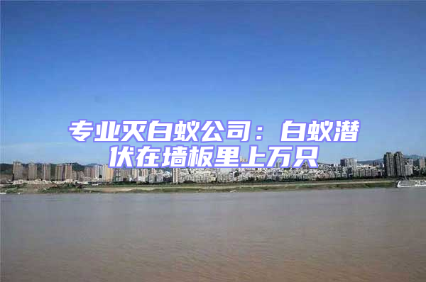 專業滅白蟻公司：白蟻潛伏在墻板里上萬只