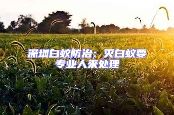 深圳白蟻防治:滅白蟻要專業(yè)人來處理