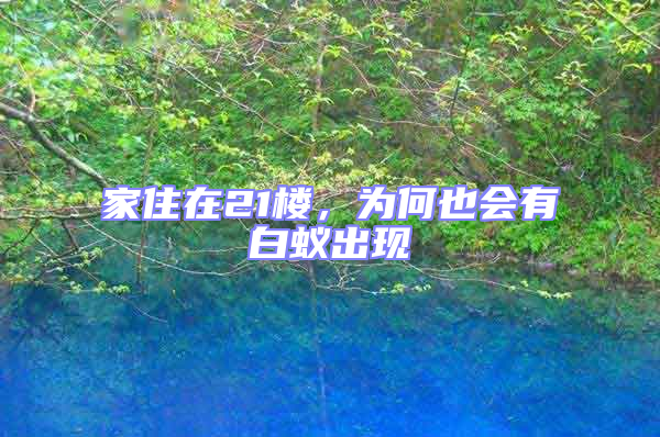 家住在21樓,為何也會(huì)有白蟻出現(xiàn)