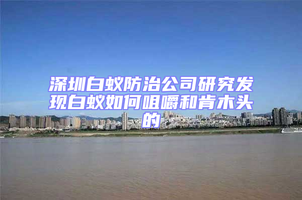 深圳白蟻防治公司研究發現白蟻如何咀嚼和肯木頭的