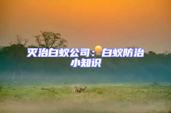 滅治白蟻公司：白蟻防治小知識