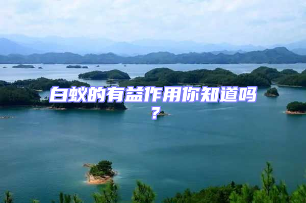 白蟻的有益作用你知道嗎?