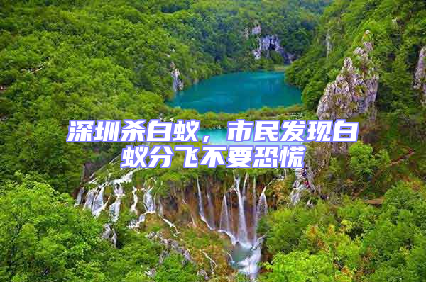 深圳殺白蟻，市民發現白蟻分飛不要恐慌