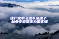 住戶家中飛進(jìn)不明蟲(chóng)子 林業(yè)專家鑒定為果實(shí)蠅