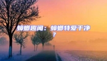 蟑螂趣聞：蟑螂特愛(ài)干凈？