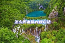 怎么滅老鼠六種方法