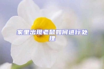 家里出現老鼠如何進行處理