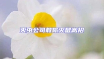 滅蟲公司教你滅鼠高招