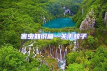 害蟲知識篇--關于蚊子