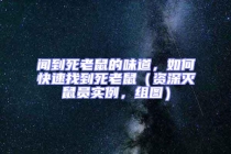 聞到死老鼠的味道，如何快速找到死老鼠（資深滅鼠員實(shí)例，組圖）