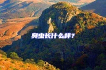 臭蟲長(zhǎng)什么樣？