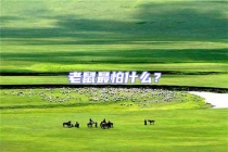 老鼠最怕什么？