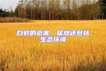 白蟻的危害，居然還包括生態(tài)環(huán)境