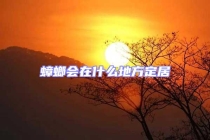 蟑螂會(huì)在什么地方定居