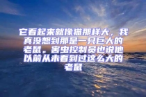 它看起來就像貓那樣大，我真沒想到那是一只巨大的老鼠。害蟲控制員也說他以前從未看到過這么大的老鼠