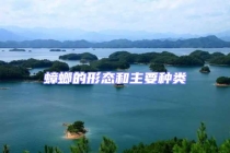 蟑螂的形態和主要種類