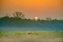 家里出現小黃螞蟻怎么辦？除蟲公司教你連環計滅螞蟻