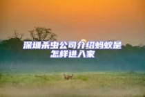 深圳殺蟲公司介紹螞蟻是怎樣進入家