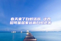 春天來了白蟻活躍 這四招可保居家遠離白蟻危害