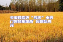 專家教您滅“四害”小竅門硼砂拖地板 蟑螂死光光