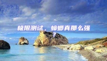 極限測(cè)試，蟑螂真那么強(qiáng)？