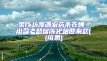 黑作坊噴灑農藥殺蒼蠅 用含老鼠屎陳化糧做米糕((組圖)