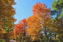 怎么樣消殺蚊、清除蚊蟲孳生地預(yù)防登革熱