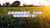 正新雞排被整改，今天你吃到死蟑螂了嗎？
