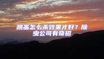 跳蚤怎么殺效果才好？除蟲公司有奇招