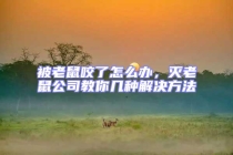 被老鼠咬了怎么辦，滅老鼠公司教你幾種解決方法