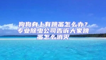 狗狗身上有跳蚤怎么辦？專業除蟲公司告訴大家跳蚤怎么消滅