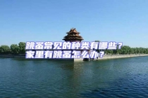 跳蚤常見的種類有哪些？家里有跳蚤怎么辦？