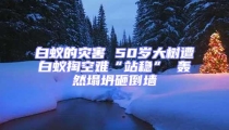 白蟻的災害 50歲大樹遭白蟻掏空難“站穩” 轟然塌坍砸倒墻