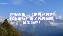 蒼蠅真狠，會(huì)把自己的頭擰下來玩！沒了頭的蒼蠅會(huì)怎么樣？