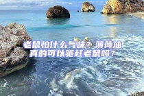 老鼠怕什么氣味？薄荷油真的可以驅趕老鼠嗎？