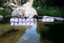 跳蚤怎么消滅？一招教你怎么消殺跳蚤